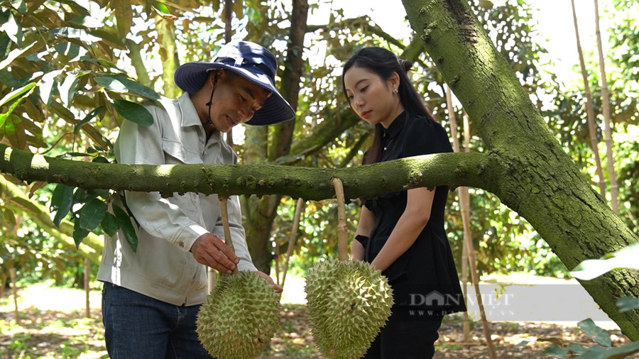 Từ sầu riêng và bơ, Nông dân Việt Nam xuất sắc 2022 ở Lâm Đồng đã có lợi nhuận từ 1-1,2 tỷ đồng/năm và sẽ tăng cao hơn trong thời gian tới. Ảnh: Văn Long