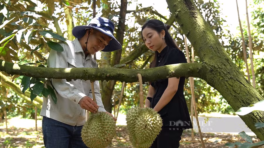 Từ sầu riêng và bơ, Nông dân Việt Nam xuất sắc 2022 ở Lâm Đồng đã có lợi nhuận từ 1-1,2 tỷ đồng/năm và sẽ tăng cao hơn trong thời gian tới. Ảnh: Văn Long