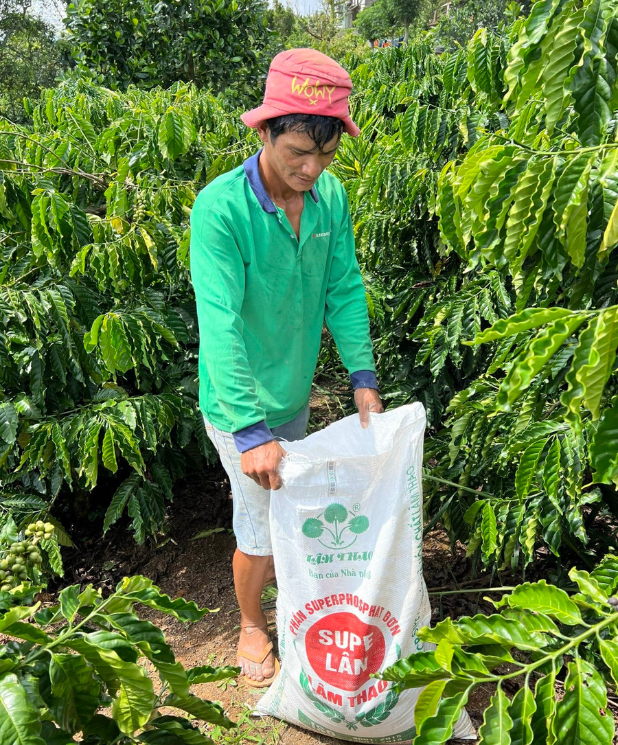 Sử dụng phân bón hợp lý, đúng quy trình kỹ thuật nên vườn cà phê của gia đình anh Trần Đình Phú, nông dân Phường Lộc Phát, TP. Bảo Lộc, tỉnh Lâm Đồng phát triển xanh tốt, quả, cành đan kín. Ảnh: Thanh Hoa Sử dụng phân bón hợp lý, đúng quy trình kỹ thuật nên vườn cà phê của gia đình anh Trần Đình Phú, nông dân Phường Lộc Phát, TP. Bảo Lộc, tỉnh Lâm Đồng phát triển xanh tốt, quả, cành đan kín. Ảnh: Thanh Hoa