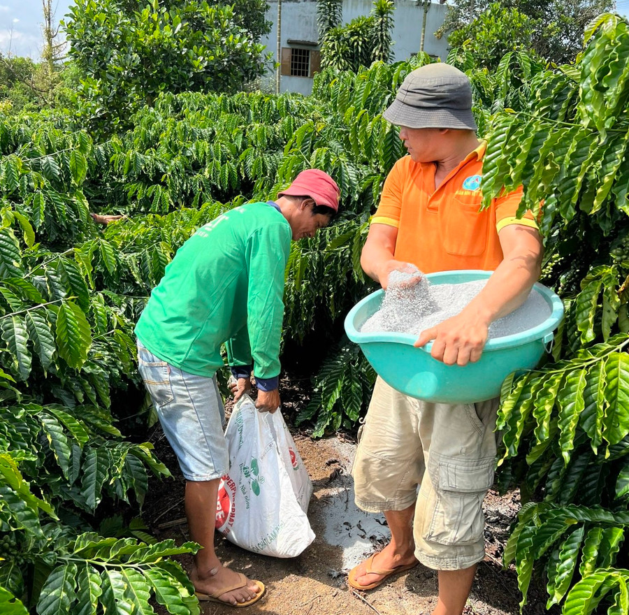 Anh Trần Đình Phú (bên trái ảnh), nông dân phường Lộc Phát, TP. Bảo Lộc, tỉnh Lâm Đồng bón phân Lâm Thao cho cây cà phê trong vườn của gia đình. Ảnh: Thanh Hoa