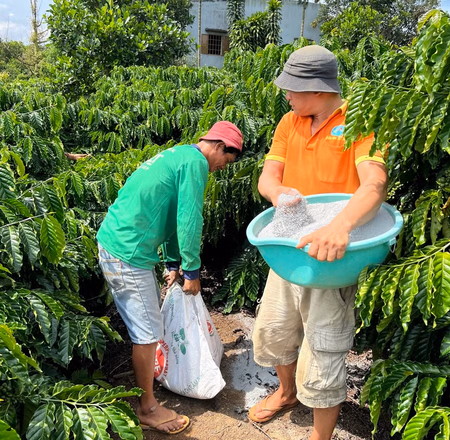 Anh Trần Đình Phú (bên trái ảnh), nông dân phường Lộc Phát, TP. Bảo Lộc, tỉnh Lâm Đồng bón phân Lâm Thao cho cây cà phê trong vườn của gia đình. Ảnh: Thanh Hoa