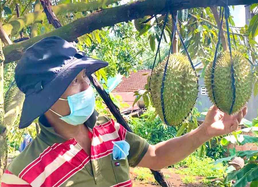 Sản phẩm sầu riêng của HTX Sản xuất, thương mại, dịch vụ, du lịch nông nghiệp Ia Mơ Nông (xã Ia Mơ Nông, huyện Chư Păh) đã được cấp giấy chứng nhận VietGAP. Ảnh: Ngọc Thu Sản phẩm sầu riêng của HTX Sản xuất, thương mại, dịch vụ, du lịch nông nghiệp Ia Mơ Nông (xã Ia Mơ Nông, huyện Chư Păh) đã được cấp giấy chứng nhận VietGAP. Ảnh: Ngọc Thu