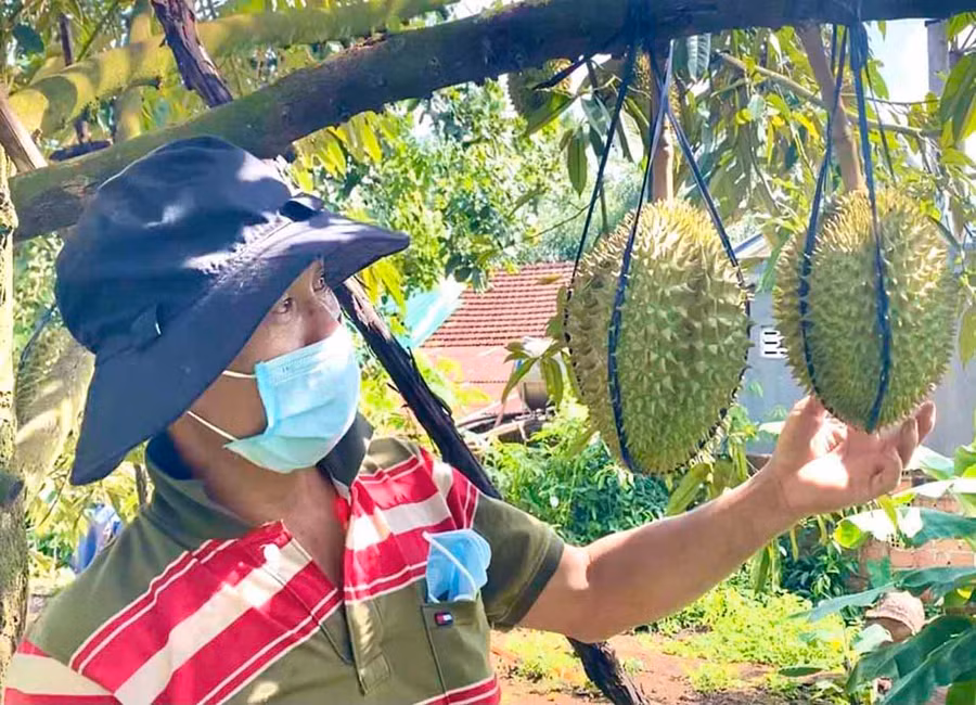  Sản phẩm sầu riêng của HTX Sản xuất, thương mại, dịch vụ, du lịch nông nghiệp Ia Mơ Nông (xã Ia Mơ Nông, huyện Chư Păh) đã được cấp giấy chứng nhận VietGAP. Ảnh: Ngọc Thu