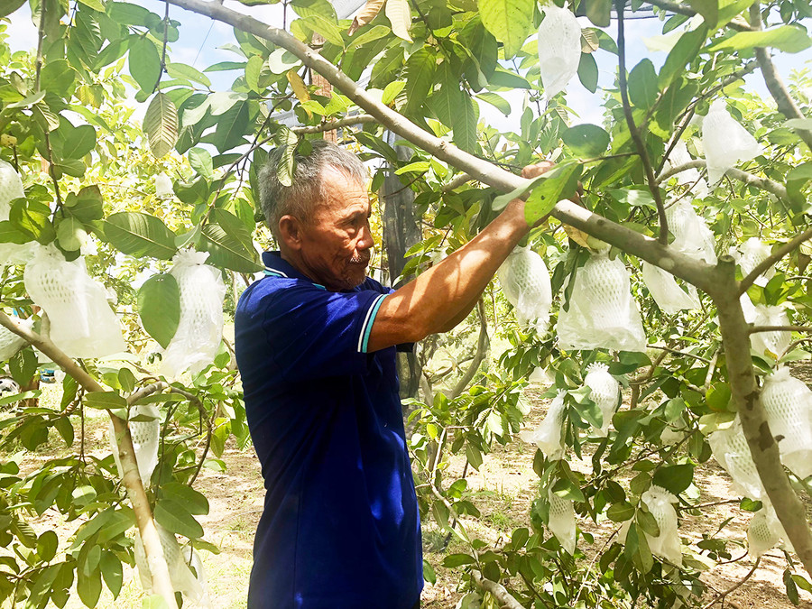  Ông Đào Văn Thụ (tổ 10, thị trấn Phú Túc, huyện Krông Pa) bọc những quả ổi để khỏi bị ong, ruồi vàng chích. Ảnh: Gia Hưng