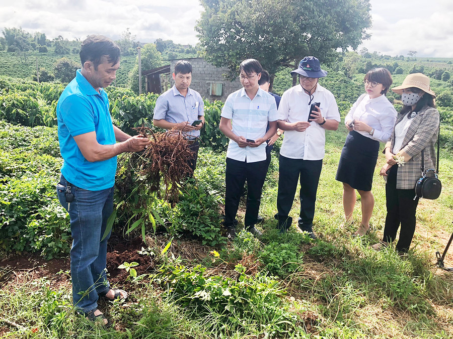 Các chuyên gia, nhà khoa học và người dân tham quan mô hình trồng cây đương quy trong vườn cà phê của Hợp tác xã Nông nghiệp và dịch vụ Tân Bình, huyện Đak Đoa. Ảnh: Lê Nam Các chuyên gia, nhà khoa học và người dân tham quan mô hình trồng cây đương quy trong vườn cà phê của Hợp tác xã Nông nghiệp và dịch vụ Tân Bình, huyện Đak Đoa. Ảnh: Lê Nam