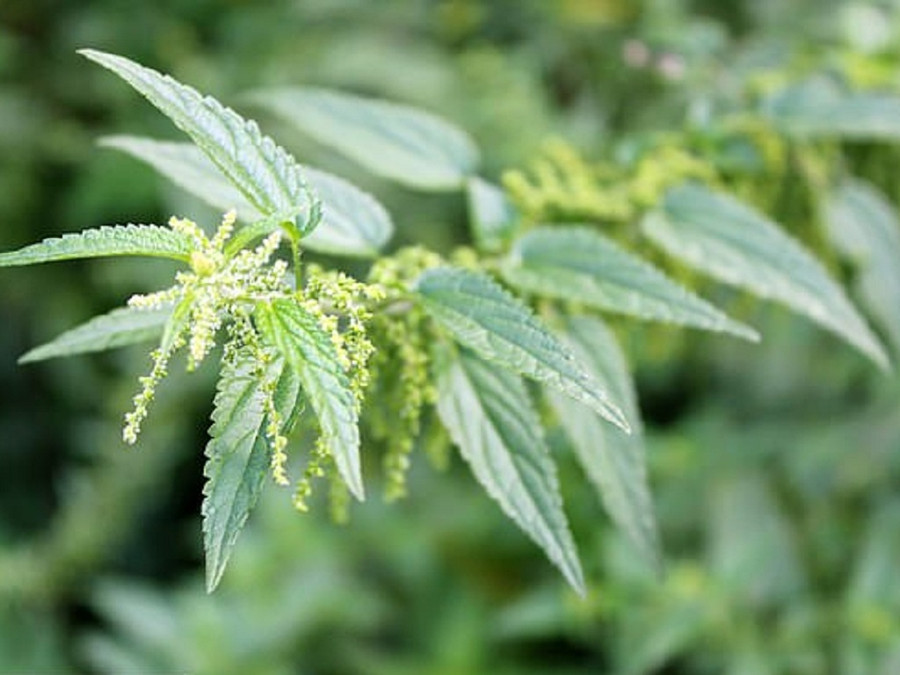 Chất chiết xuất từ lá tầm ma có thể được Úc bào chế thành thuốc tránh thai cho nam giới. Ảnh: thanhnien.vn