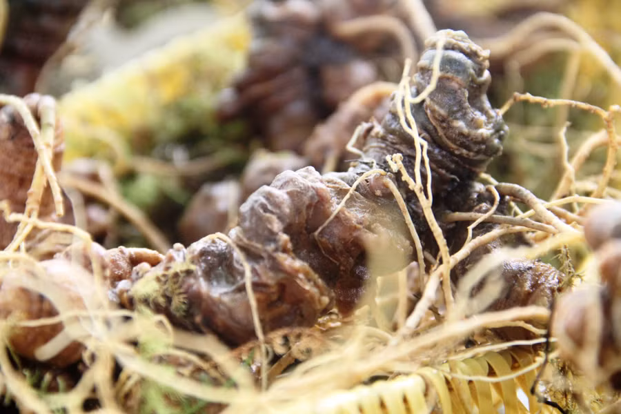 Một củ sâm Ngọc Linh khoảng 10 năm tuổi được bày bán tại phiên chợ sâm tại huyện vùng cao Nam Trà My. Ảnh: Mạnh Cường