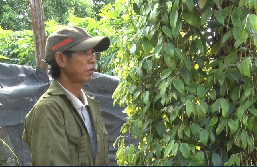Ông Pốt bên vườn tiêu tươi tốt của gia đình. Ảnh: Hà Phương