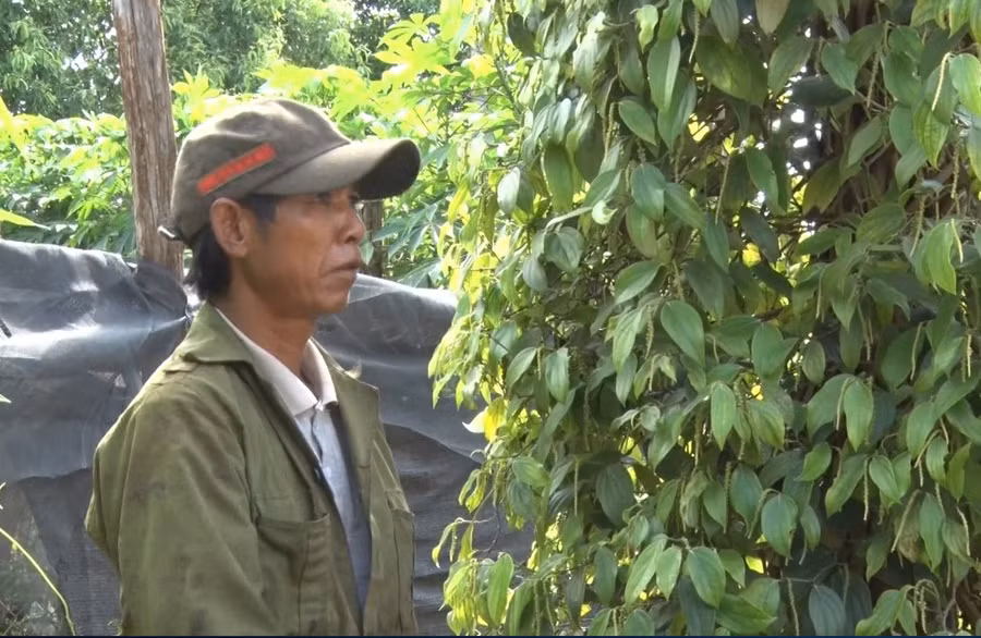 Ông Pốt bên vườn tiêu tươi tốt của gia đình. Ảnh: Hà Phương