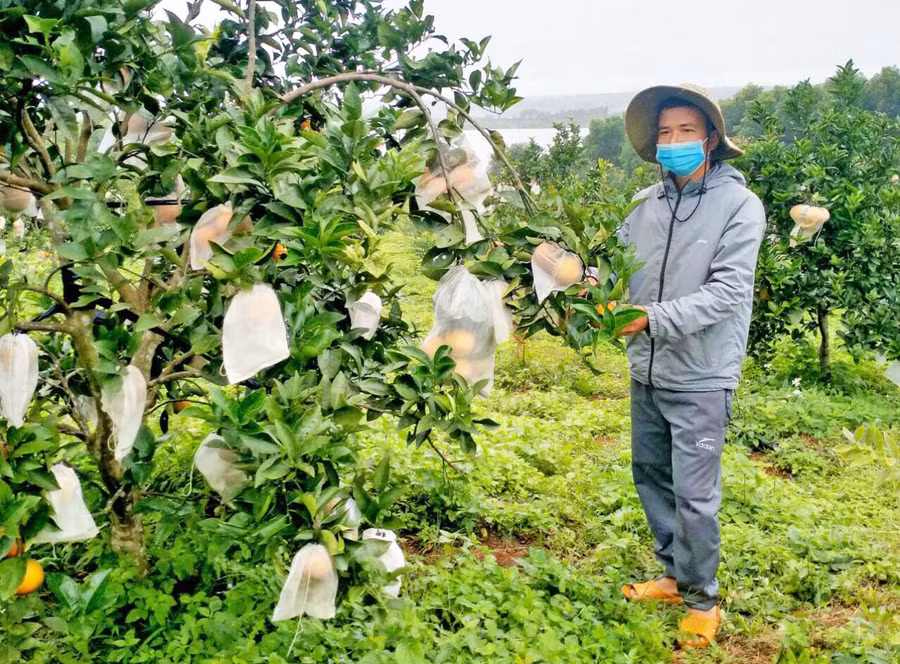 Ngành Nông nghiệp huyện Kbang đang rà soát, xác định các khu vực trọng điểm phát triển cây ăn quả nhằm tạo điều kiện thuận lợi, thu hút doanh nghiệp xây dựng vùng nguyên liệu. Ảnh: Minh Phương