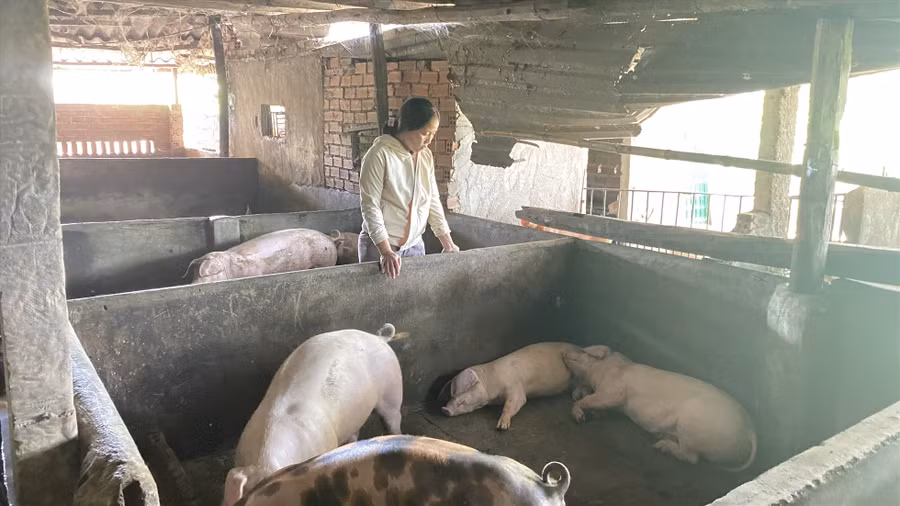 Chị Thuận xót xa khi đàn lợn sau khi tiêm vaccine đều lăn ra chết.