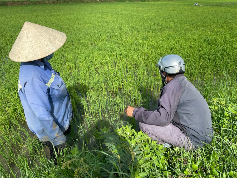Người dân xã Tân An (huyện Đak Pơ) thăm đồng sau cơn mưa nhỏ kéo dài. Ảnh: Ngọc Sang