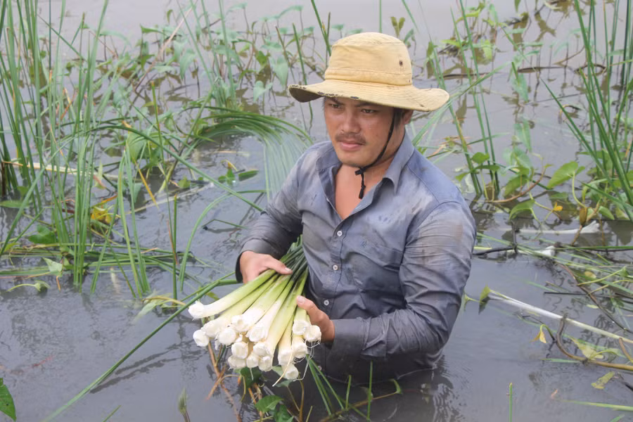 Giống bồn bồn anh Lạc chọn trồng là bồn bồn sọc nên cây to, thu hoạch quanh năm. Ảnh: Duy Tân