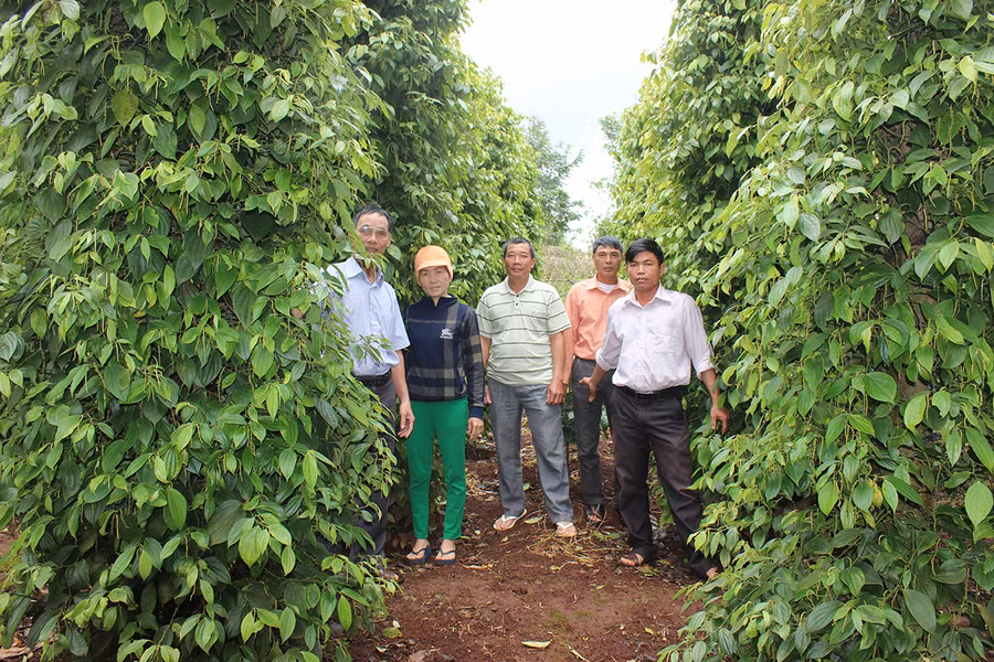  Hợp tác xã Sản xuất kinh doanh-dịch vụ nông nghiệp Ia Ring liên kết với doanh nghiệp sản xuất hồ tiêu theo hướng hữu cơ bền vững. Ảnh: Quang Tấn