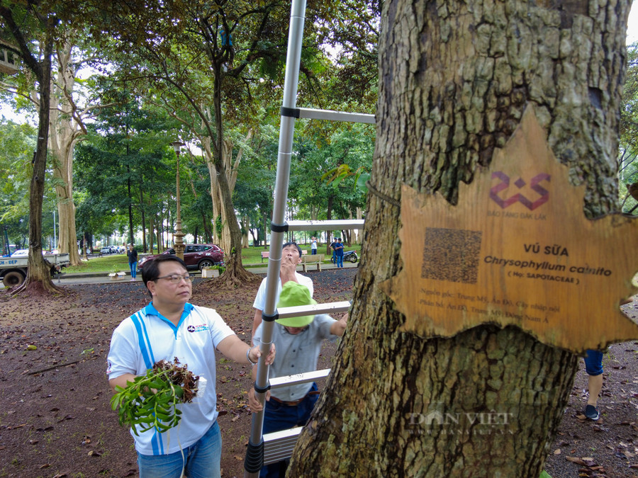 Hơn 3.000 nhánh lan rừng đã được những người yêu lan trong cả nước ghép lên những cây xanh trong khuôn viên Bảo tàng tỉnh Đắk Lắk và Di tích lịch sử quốc gia Biệt Điện Bảo Đại.