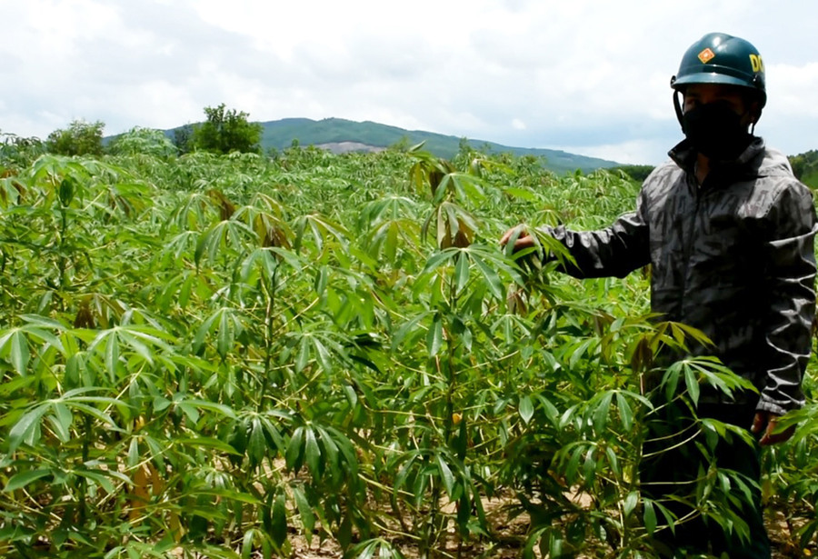  Anh Đinh Văn Lố (làng Mông, xã Ya Hội) bên rẫy mì chuẩn bị thu hoạch. Ảnh: Hà Phương