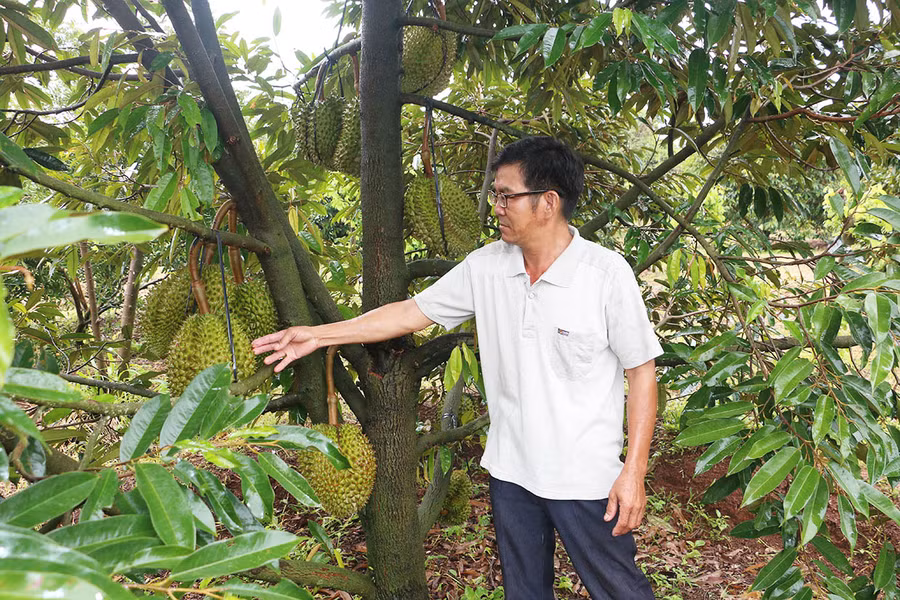 Ông Huỳnh Tấn Phát (làng De Lung 1, xã Ia Tô, huyện Ia Grai) bên vườn sầu riêng trĩu quả. Ảnh: Quang Tấn