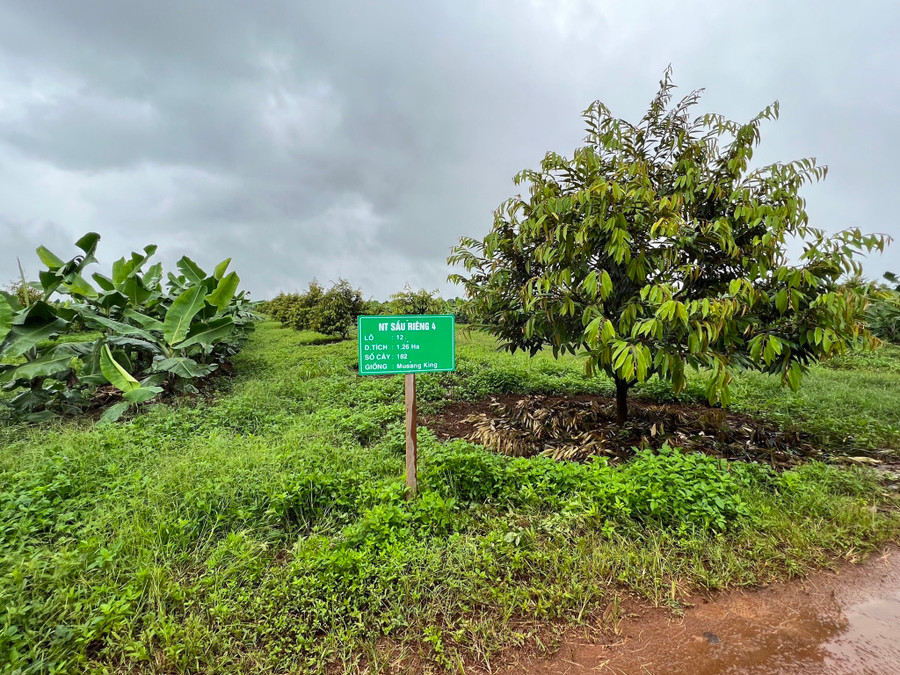 Với lợi thế bạn hàng Trung Quốc có sẵn, các vườn trồng sầu riêng của HAGL đang thực hiện những yêu cầu để xuất khẩu vào nước này. Ảnh: HAGL Với lợi thế bạn hàng Trung Quốc có sẵn, các vườn trồng sầu riêng của HAGL đang thực hiện những yêu cầu để xuất khẩu vào nước này. Ảnh: HAGL