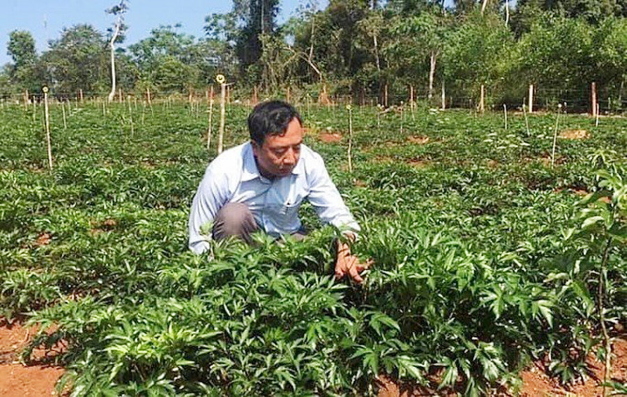 Vườn thảo dược của Trường Sinh Group. Ảnh: Khang Nghi Vườn thảo dược của Trường Sinh Group. nh: Khang Nghi