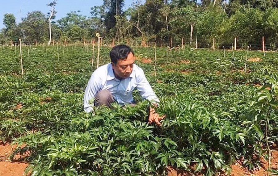 Vườn thảo dược của Trường Sinh Group. nh: Khang Nghi