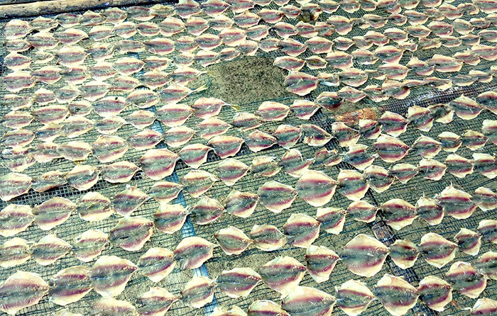 Những nong cá, phên cá dưới nắng.