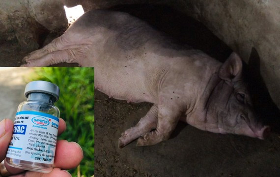 Heo có dấu hiệu bỏ ăn, sốt... bệnh và chết sau khi tiêm vaccine NAVET-ASFVAC Heo có dấu hiệu bỏ ăn, sốt... bệnh và chết sau khi tiêm vaccine NAVET-ASFVAC