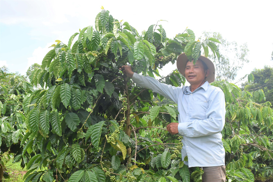 Ông Vũ Xuân Dương (thôn 4, xã Trà Đa) phấn khởi khi tham gia dự án. Ảnh: Trần Dung