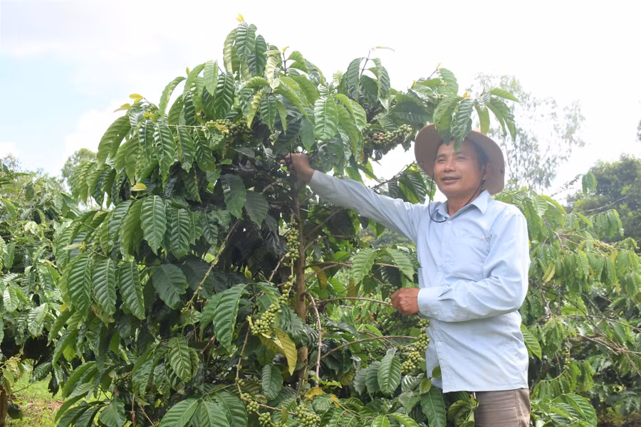 Ông Vũ Xuân Dương (thôn 4, xã Trà Đa) phấn khởi khi tham gia dự án. Ảnh: Trần Dung