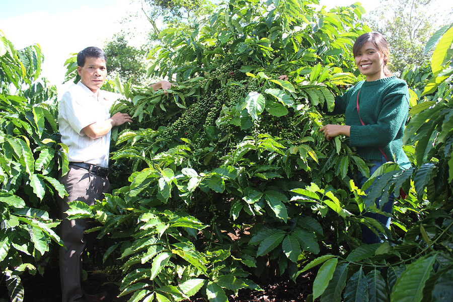Sản xuất cà phê tại xã Hà Bầu. Ảnh: Nguyễn Diệp Sản xuất cà phê tại xã Hà Bầu. Ảnh: Nguyễn Diệp