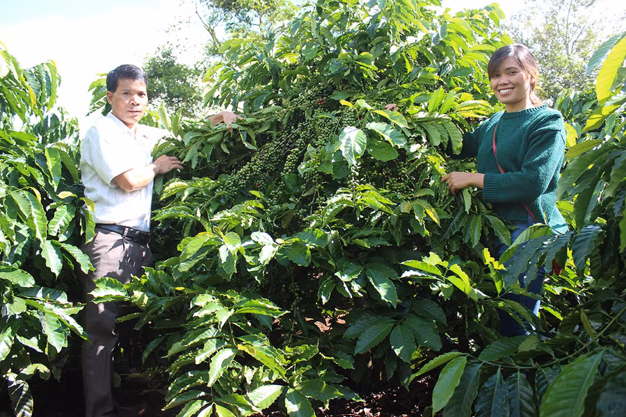 Sản xuất cà phê tại xã Hà Bầu. Ảnh: Nguyễn Diệp Sản xuất cà phê tại xã Hà Bầu. Ảnh: Nguyễn Diệp