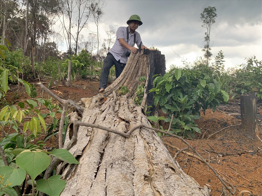 Phóng viên Báo Lao Động thâm nhập hiện trường một vụ phá rừng.