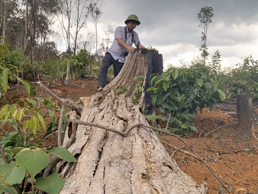 Phóng viên Báo Lao Động thâm nhập hiện trường một vụ phá rừng.