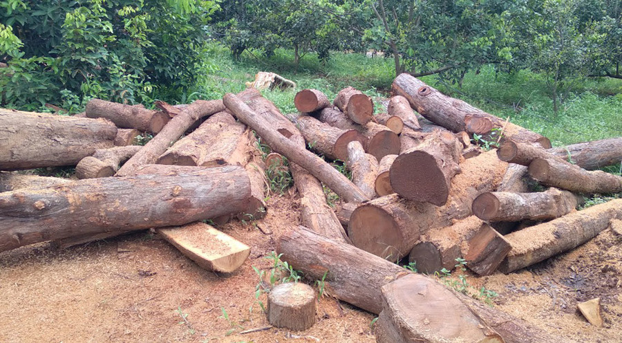  Nhiều lóng gỗ có đường kính từ 20 cm đến 40 cm. Ảnh: Lê Anh