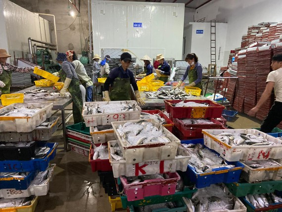 Khi giá xăng dầu tăng cao, ngư dân đánh bắt thủy, hải sản đã bị tác động lớn Khi giá xăng dầu tăng cao, ngư dân đánh bắt thủy, hải sản đã bị tác động lớn