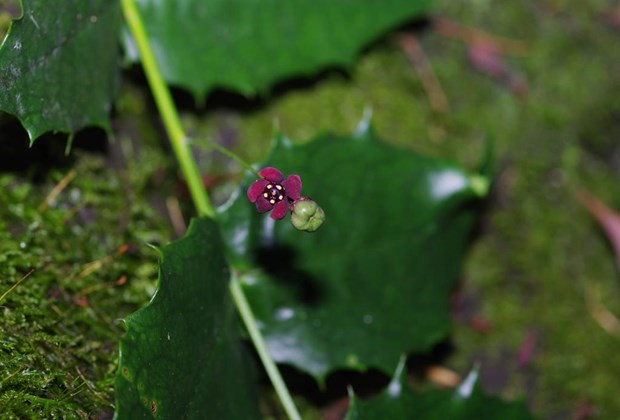 Hoa, quả và lá của cây Euonymus aquifolium trong tự nhiên. Nguồn: Xinhua