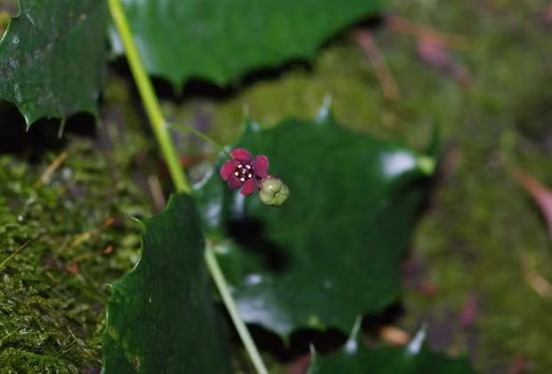 Hoa, quả và lá của cây Euonymus aquifolium trong tự nhiên. Nguồn: Xinhua