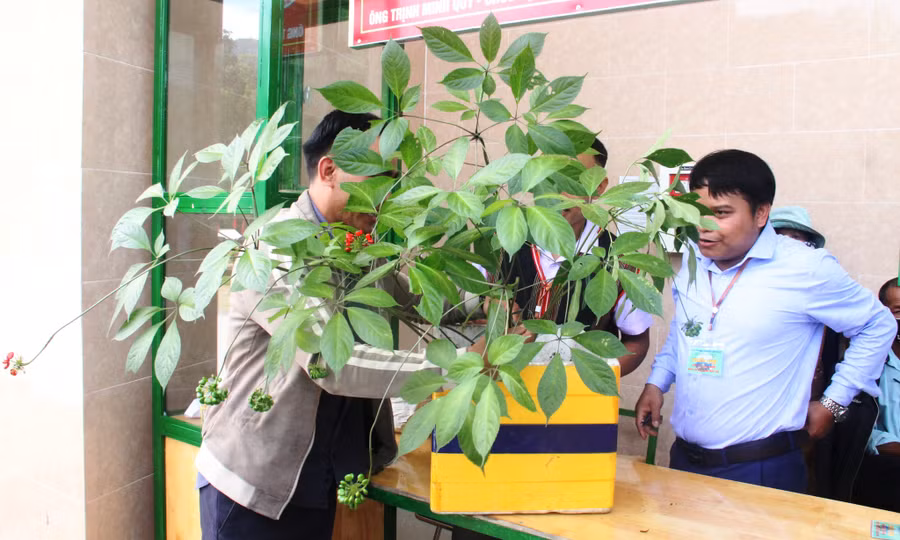 Cây sâm Ngọc Linh 8 nhánh được thẩm định trước khi đưa vào phiên chợ sâm. Ảnh: Mạnh Cường