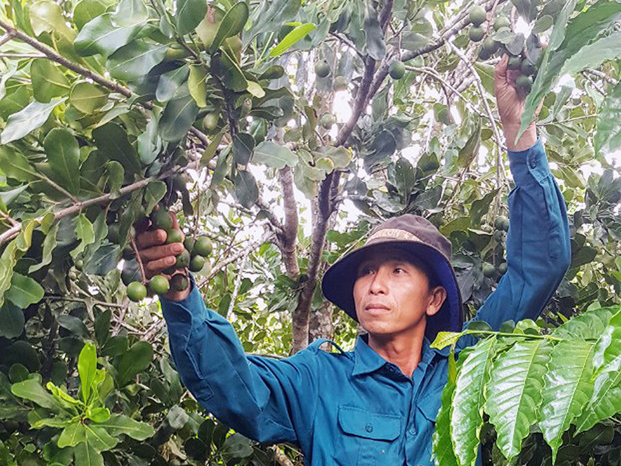 Người dân xã Sơ Pai thu hoạch quả mắc ca. Ảnh: N.S  Người dân xã Sơ Pai thu hoạch quả mắc ca. Ảnh: Nguyễn Sang