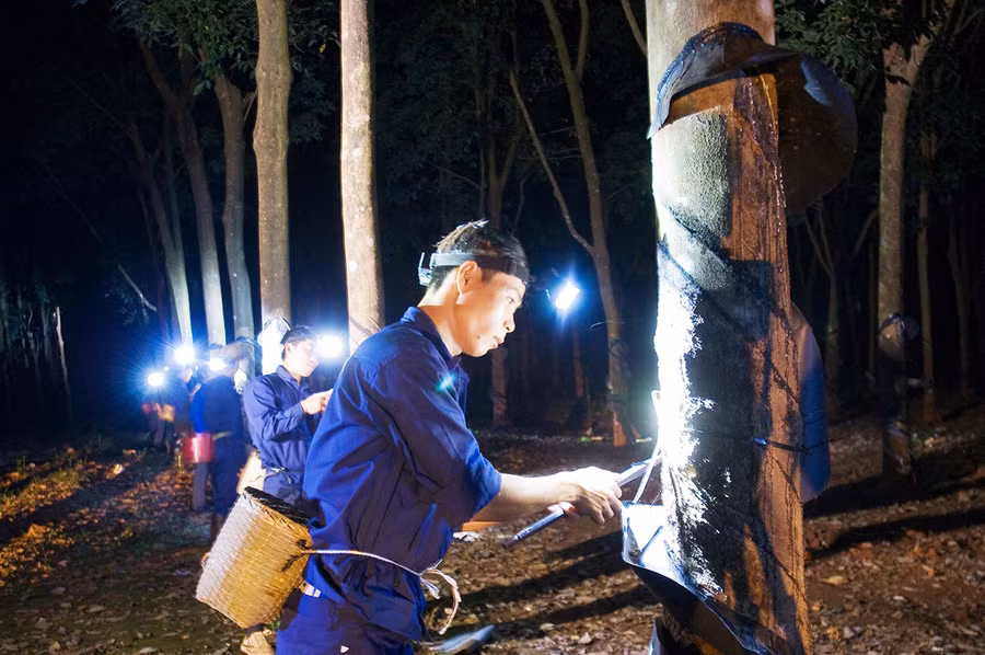 Công nhân của binh đoàn thu hoạch cao su. Ảnh: Vĩnh Hoàng