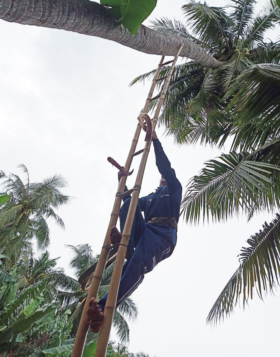 Trèo dừa để hái trái. Ảnh: Đỗ Mỹ Dung