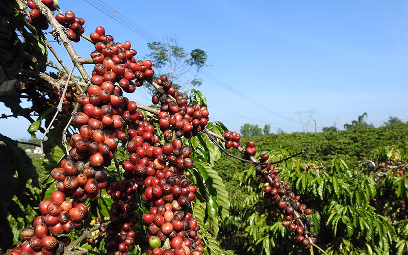 Giá cà phê tại Gia Lai quanh mức 46.300 đồng/kg. Ảnh nguồn internet
