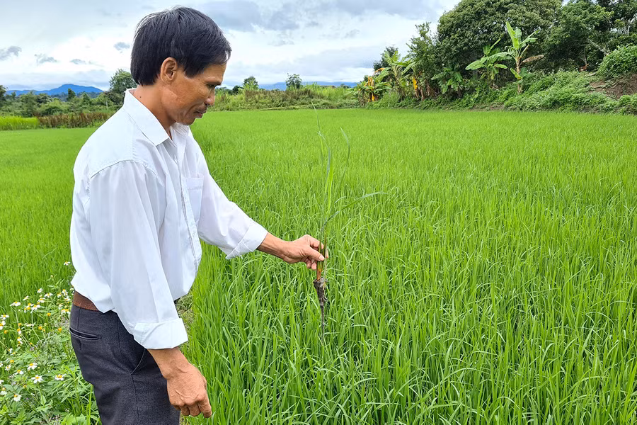  Lúa ST25 sinh trưởng, phát triển tốt trên cánh đồng Buôn Lưới, xã Sơ Pai, huyện Kbang. Ảnh: Ngọc Sang 