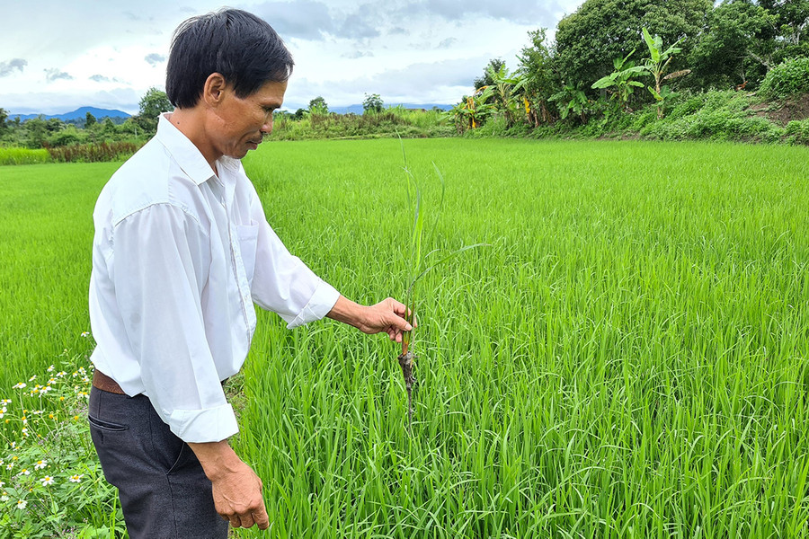 Lúa ST25 sinh trưởng, phát triển tốt trên cánh đồng Buôn Lưới, xã Sơ Pai, huyện Kbang. Ảnh: Ngọc Sang 