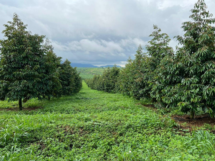 Vườn sầu riêng “cả Đông Nam Á không ai có” với diện tích lên tới 1.000 hecta. Ảnh: HAGL Vườn sầu riêng “cả Đông Nam Á không ai có” với diện tích lên tới 1.000 hecta. Ảnh: HAGL