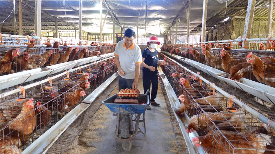 Vợ chồng anh Trương Văn Kỳ (tổ 12, phường Hoa Lư) thu gom trứng gà để bán cho mối buôn. Ảnh: Nhã Uyên