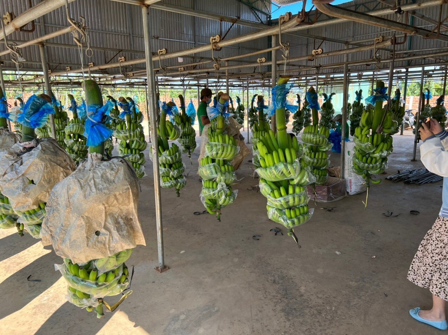 Chuối xuất khẩu được lựa chọn rất kỹ, trái đều, vỏ không trầy xước, độ tuổi chính xác. Những trái không đạt tiêu chuẩn này sẽ sử dụng để nuôi heo. Ảnh: HAG Chuối xuất khẩu được lựa chọn rất kỹ, trái đều, vỏ không trầy xước, độ tuổi chính xác. Những trái không đạt tiêu chuẩn này sẽ sử dụng để nuôi heo. Ảnh: HAG