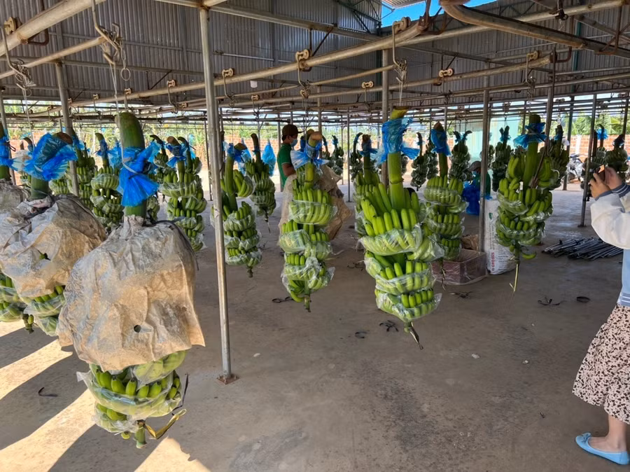  Chuối xuất khẩu được lựa chọn rất kỹ, trái đều, vỏ không trầy xước, độ tuổi chính xác. Những trái không đạt tiêu chuẩn này sẽ sử dụng để nuôi heo. Ảnh: HAG