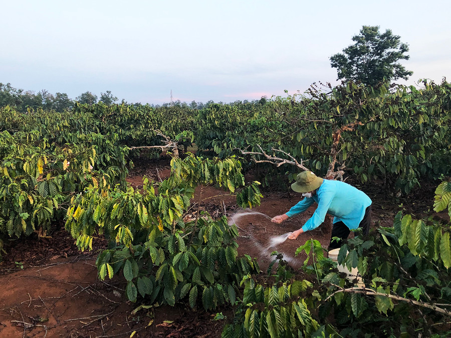 Người dân huyện Đak Đoa bón phân cho cây cà phê. Ảnh: Lê Nam Người dân huyện Đak Đoa bón phân cho cây cà phê. Ảnh: Lê Nam