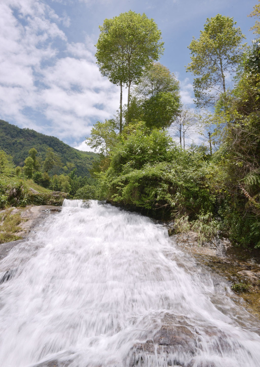 Núi rừng Túng Sán có nhiều cây Hoang Shu, dễ nhận biết với lớp lá màu vàng. Ảnh: Lam Phong