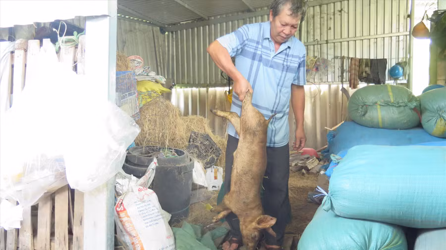 34 con lợn nhà ông Vương lăn ra chết sau khi tiêm vaccine phòng dịch tả lợn Châu Phi. 